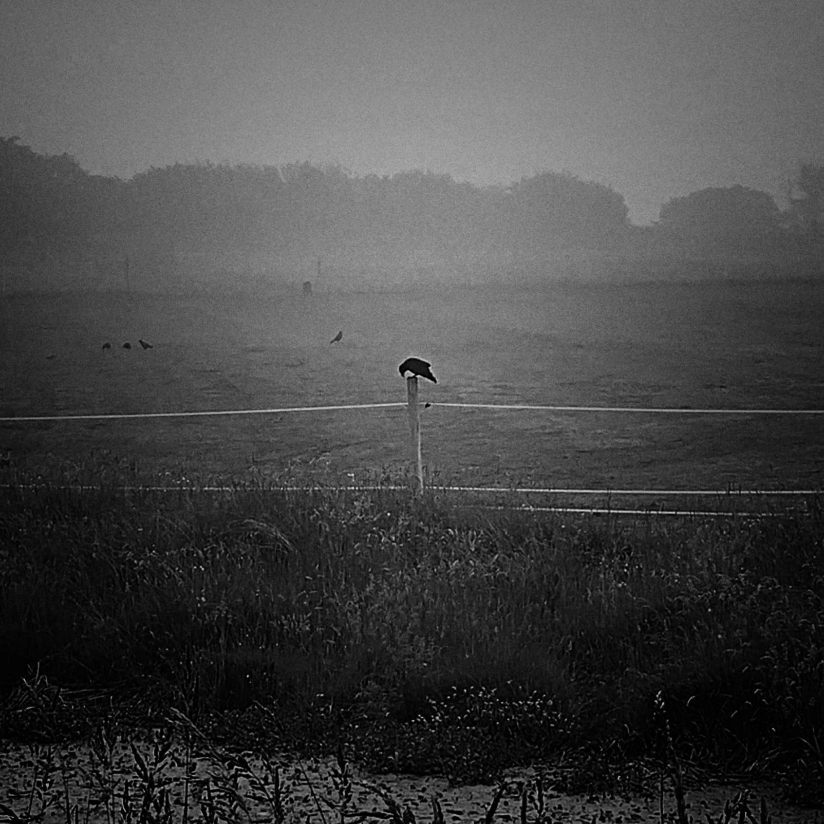 crow